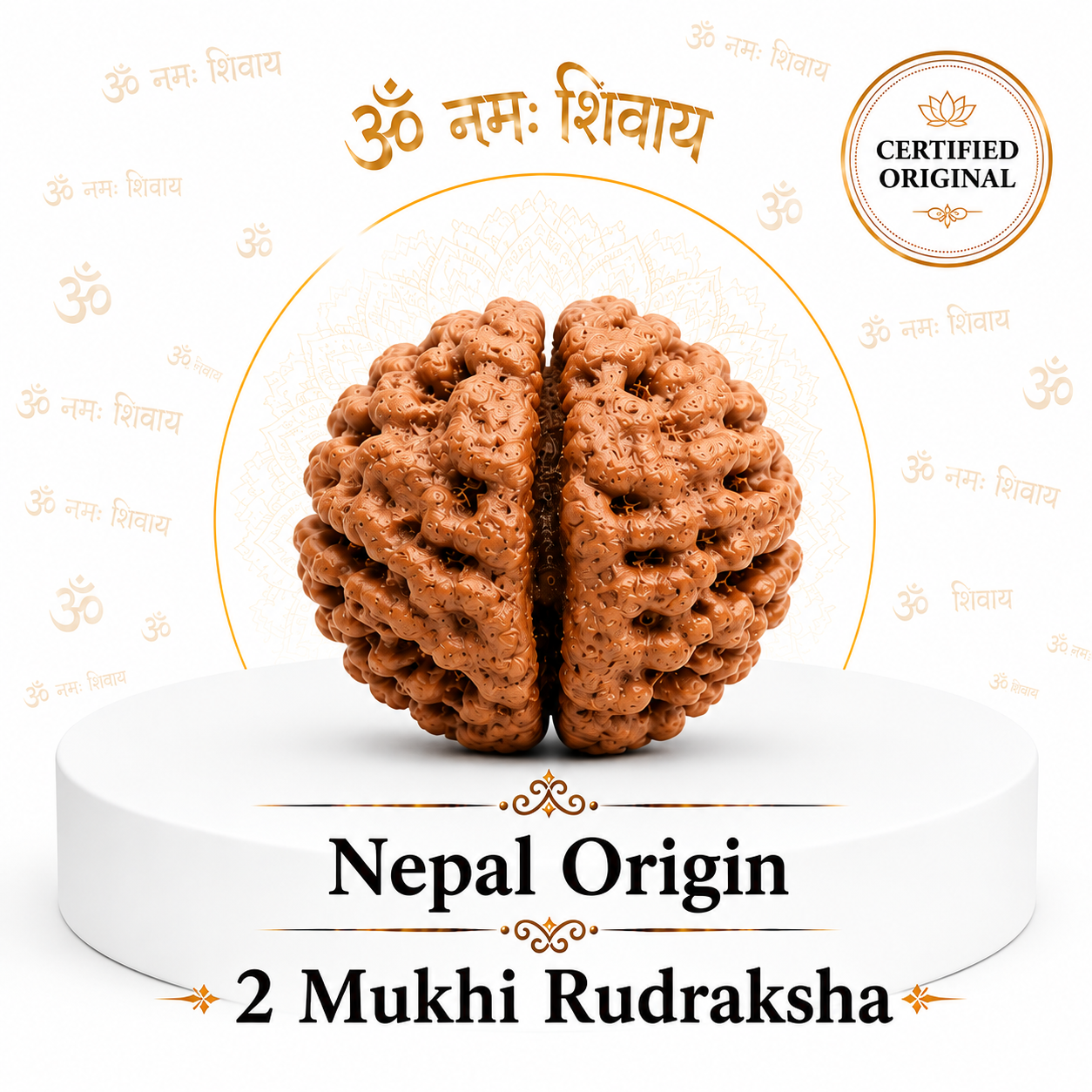 2 Mukhi Rudraksha (Nepal Origin)